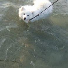 Japansk spids Inu-chibi amazing Kensei 