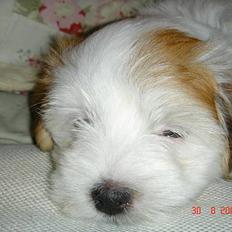 Coton de tulear Shiba