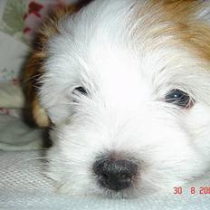 Coton de tulear Shiba