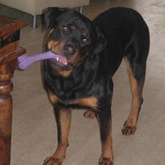 Rottweiler Nuance`s Enzo