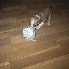 Amerikansk staffordshire terrier Kira død 2008