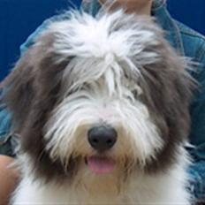 Bearded collie Kenzo