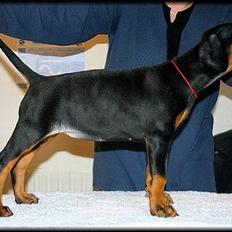 Dobermann Celine (Cille)