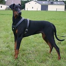 Dobermann Celine (Cille)