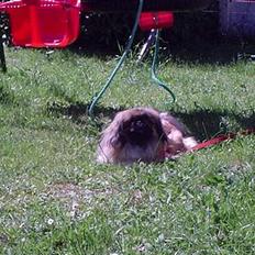Pekingeser Mille >> Fars Trunte<<