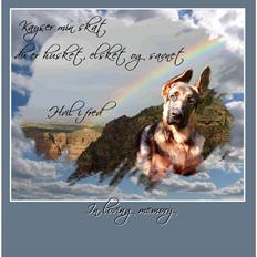 Schæferhund Kayser 30/4 05 - 16/1 06