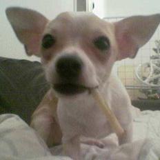 Chihuahua Cirkeline R.I.P.