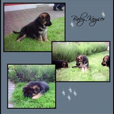 Schæferhund Kayser 30/4 05 - 16/1 06