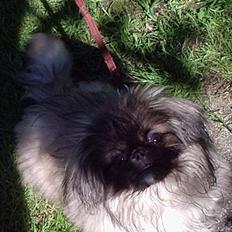 Pekingeser Tao *DØD* R.I.P