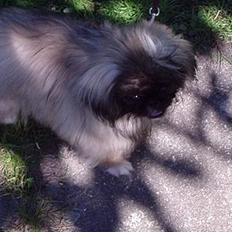 Pekingeser Tao *DØD* R.I.P
