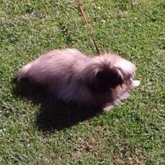 Pekingeser Tao *DØD* R.I.P