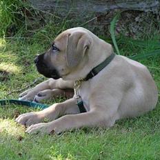 Boerboel ~ Victor ~ R.I.P