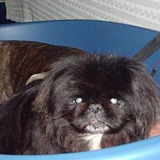 Pekingeser Lulu *DØD* R.I.P