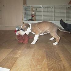 Amerikansk staffordshire terrier Kira død 2008