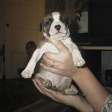 Amerikansk staffordshire terrier Kira død 2008