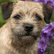 Border terrier DKAGCH, SP3 "Milou"