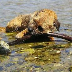 Border terrier DKAGCH, SP3 "Milou"