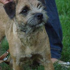 Border terrier DKAGCH, SP3 "Milou"