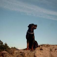Rottweiler Saaek's Bachuus