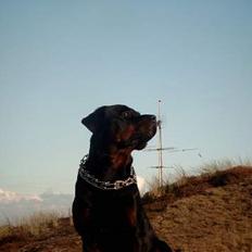 Rottweiler Saaek's Bachuus