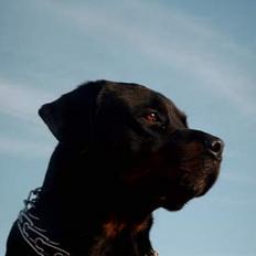 Rottweiler Saaek's Bachuus