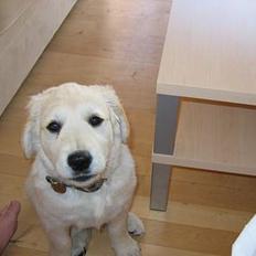 Golden retriever Lundtoftgårds Charlie