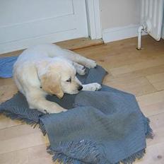 Golden retriever Lundtoftgårds Charlie