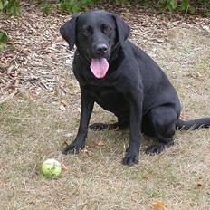 Labrador retriever Tessi