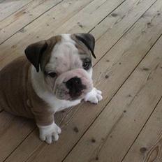 Engelsk bulldog Cæsar 