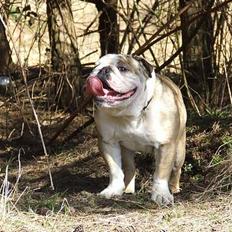 Engelsk bulldog Cæsar 