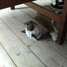 Engelsk bulldog Cæsar 