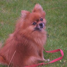 Pomeranian My RIP
