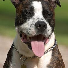 Amerikansk staffordshire terrier Simba