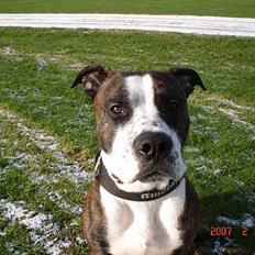 Amerikansk staffordshire terrier Simba