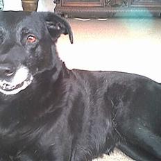 Labrador retriever amanda