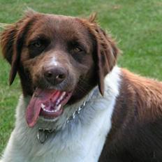 Kleiner münsterländer Basso