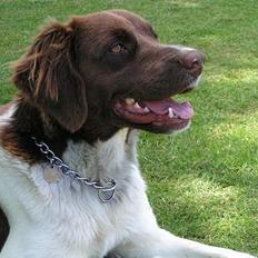 Kleiner münsterländer Basso