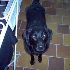Labrador retriever Scully -  R.I.P