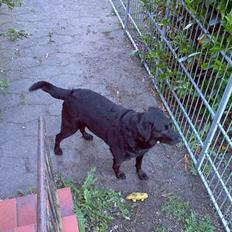 Labrador retriever Scully -  R.I.P