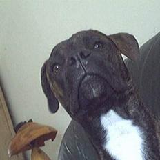 Amerikansk bulldog nipz