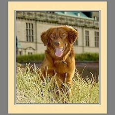 Nova scotia duck tolling retriever Fievel *Himmelhund*