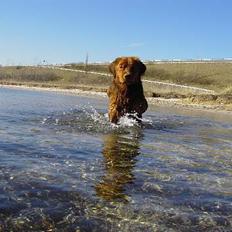 Nova scotia duck tolling retriever Fievel *Himmelhund*