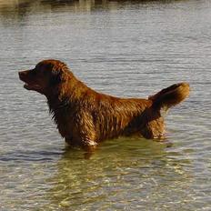 Nova scotia duck tolling retriever Fievel *Himmelhund*