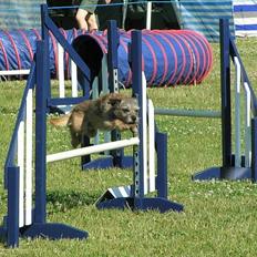 Border terrier Charlie