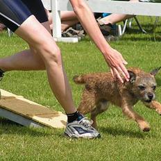 Border terrier Charlie