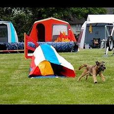 Border terrier Charlie