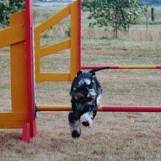 Dvaergschnauzer Cookie