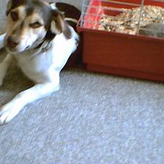 Blanding af racer bølle