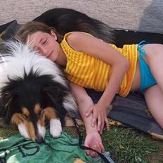 Collie langhåret Mulan