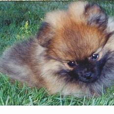 Pomeranian My RIP